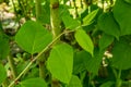 Japanese Knotweed invading New England. Royalty Free Stock Photo