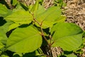 Japanese Knotweed invading New England. Royalty Free Stock Photo