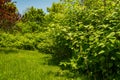 Japanese Knotweed invading New England. Royalty Free Stock Photo