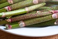 Japanese knotweed stalks on a plate Royalty Free Stock Photo