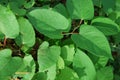 Japanese knotweed widespread