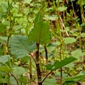 Japanese knotweed wilderness - Fallopia japonica