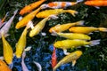 Japanese koi carp fish, a beautiful medium-sized colourful asian fishes.