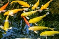 Japanese koi carp fish, a beautiful medium-sized colourful asian fishes.