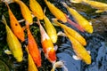 Japanese koi carp fish, a beautiful medium-sized colourful asian fishes.