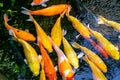 Japanese koi carp fish, a beautiful medium-sized colourful asian fishes.