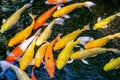 Japanese koi carp fish, a beautiful medium-sized colourful asian fishes.