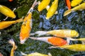 Japanese koi carp fish, a beautiful medium-sized colourful asian fishes.