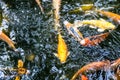 Japanese koi carp fish, a colourful fishes swimming in clear freshwater pond. Royalty Free Stock Photo