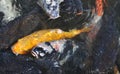 Japanese koi carp fish in a temple pond Royalty Free Stock Photo