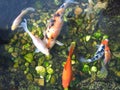 Japanese Koi Carp fishes