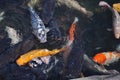 Japanese koi carp fish in a temple pond Royalty Free Stock Photo