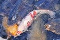 Japanese koi carp fish in a temple pond Royalty Free Stock Photo