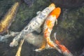 Japanese koi carp fish in a temple pond Royalty Free Stock Photo