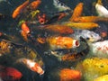 Japanese Koi in Feeding Frenzy