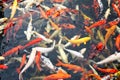 Japanese koi fish Royalty Free Stock Photo