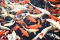 Japanese koi fish Royalty Free Stock Photo