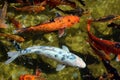 Japanese Koi Fish