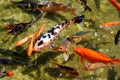 Japanese Koi Fish Royalty Free Stock Photo