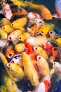 Japanese Koi Fish Royalty Free Stock Photo