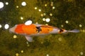 Japanese Koi Fish in an indoor water Pond Royalty Free Stock Photo