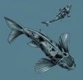 Japanese koi fish on a blue. Realistic detailed pencil drawing, sketch