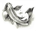 Sketch - Japanese koi fish isolated on a white background. Pencil drawing