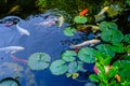 Japanese Koi Fish