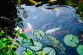 Japanese Koi Fish