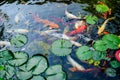 Japanese Koi Fish Royalty Free Stock Photo