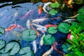 Japanese Koi Fish