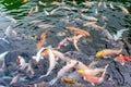 Japanese Koi fish in the pond Royalty Free Stock Photo