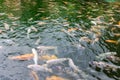 Japanese Koi fish in the pond Royalty Free Stock Photo