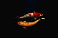 Japanese Koi fish swim in pond isolate in black background. Royalty Free Stock Photo