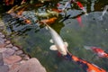 koi fish swim in the pond shimmering in the sun with different colors