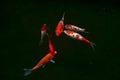 Japanese Koi fish swimming around the pond.