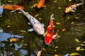 Japanese koi or nishikigoi fishes in the pond