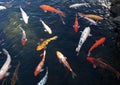 Japanese koi in pond