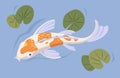 Japanese koi swimming in pond. Asian decorative carp in water with leaves. Above view of Chinese oriental fish. Colored Royalty Free Stock Photo