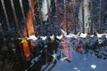 Japanese koi trapped behind strong metal bars