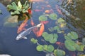 Japanese Koi with Waterlilies in Pond Royalty Free Stock Photo