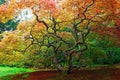 Japanese Lace Leaf Maple Giant tree in Autumn/ Fall Royalty Free Stock Photo