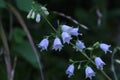 Japanese lady bell  Adenophora triphylla  flowers. Royalty Free Stock Photo