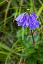 Japanese Lady Bell on Rebun Island