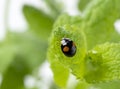 Japanese ladybug. Black Ladybird
