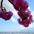 Japanese landscape. Blooming cherry pink flowers japanese sakura