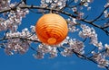 Japanese lantern in the cherry tree