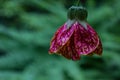 Chinese Lantern Bell Flower Royalty Free Stock Photo