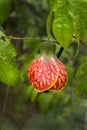 Red Tiger Abutilon Japanese Lantern Plant Tiger Eye Vertical Royalty Free Stock Photo