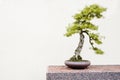 Japanese larch (Larix kaempferi) bonsai trees